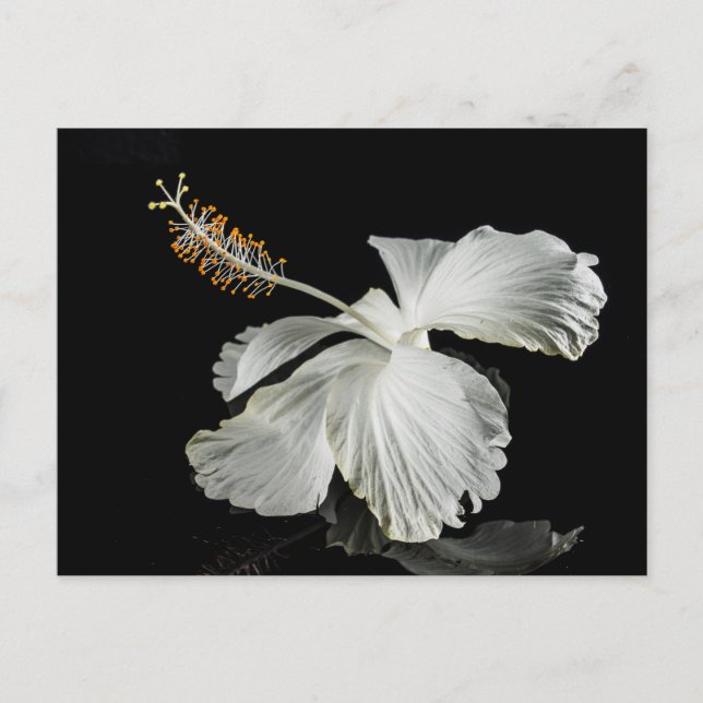 Seitenansicht des weißen Hibiskus Blume Postkarte (Vorderseite)