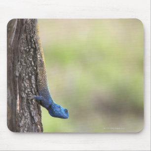 Seitenansicht einer Baum-Dickzungeneidechse Mousepad