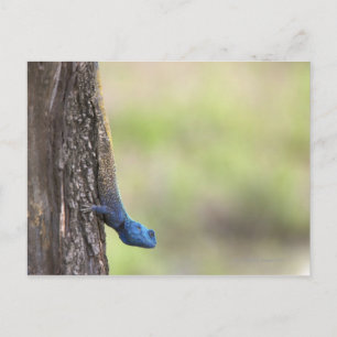 Seitenansicht eines Baumes Agama (Acanthocerus) Postkarte