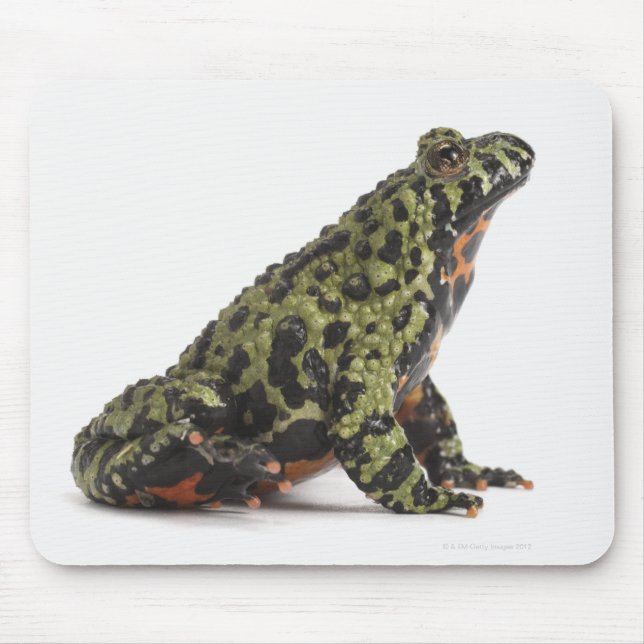 Seitenansicht eines beleuchteten Toad mit oriental Mousepad (Vorne)