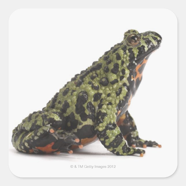 Seitenansicht eines beleuchteten Toad mit oriental Quadratischer Aufkleber (Vorderseite)
