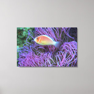 Seitenansicht eines rosa Anemonenfisches, Okinawa, Leinwanddruck