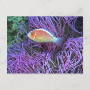 Seitenansicht eines rosa Anemonenfisches, Okinawa, Postkarte