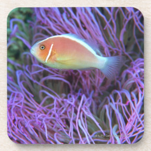 Seitenansicht eines rosa Anemonenfisches, Okinawa, Untersetzer