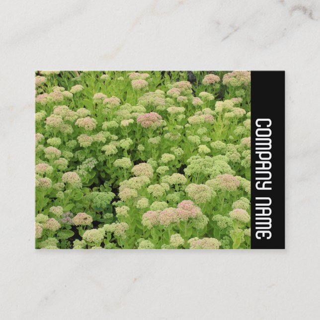 Seitenband - Sedum (Herbstfreude) Visitenkarte (Vorderseite)