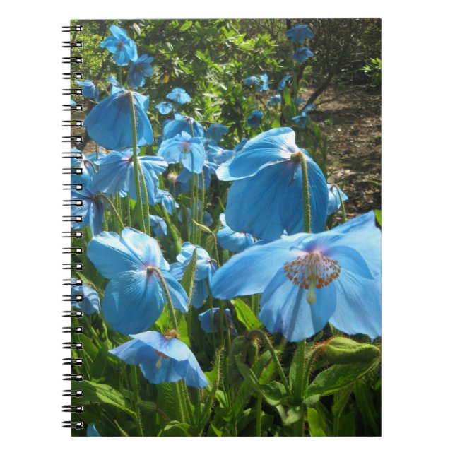 Seitenhimalajanotizbuch der blauen Mohnblume 80 Notizblock (Vorderseite)