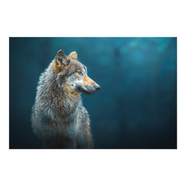 Seitenporträt eines grauen Wolfs Fotodruck (Vorne)