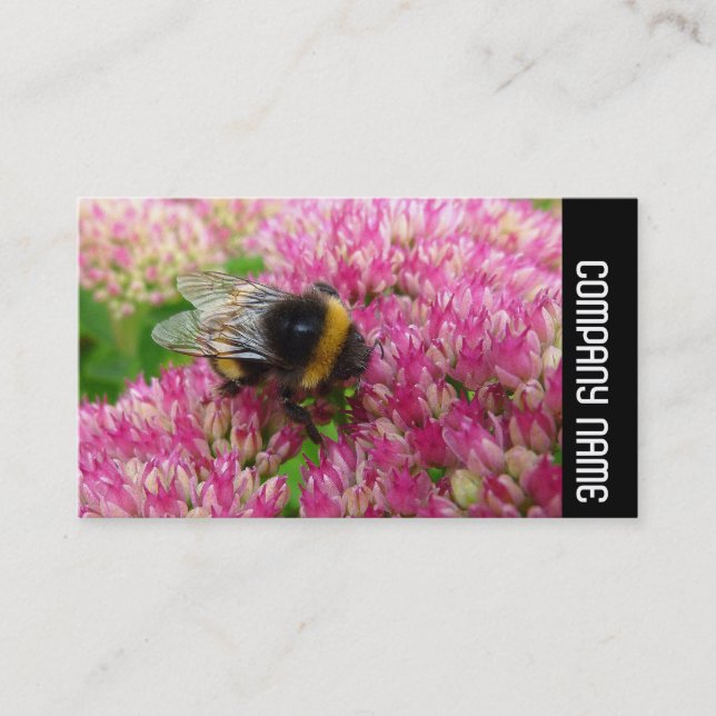 Seitliche Band - Hummel auf dem Sedum Visitenkarte (Vorderseite)