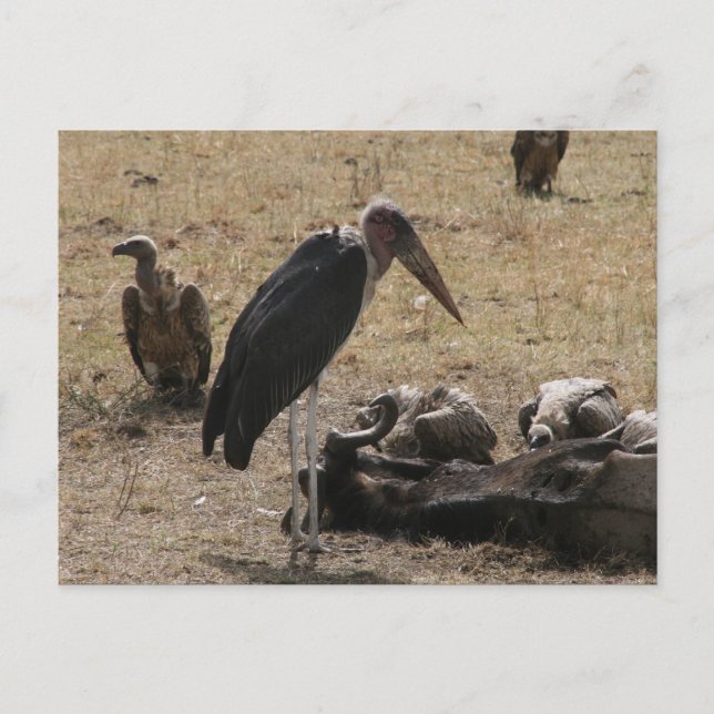 Sekretär Postkarte (Vorderseite)