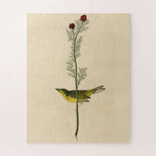 Selby's Fly Catcher - Audubons Vögel von Amerika