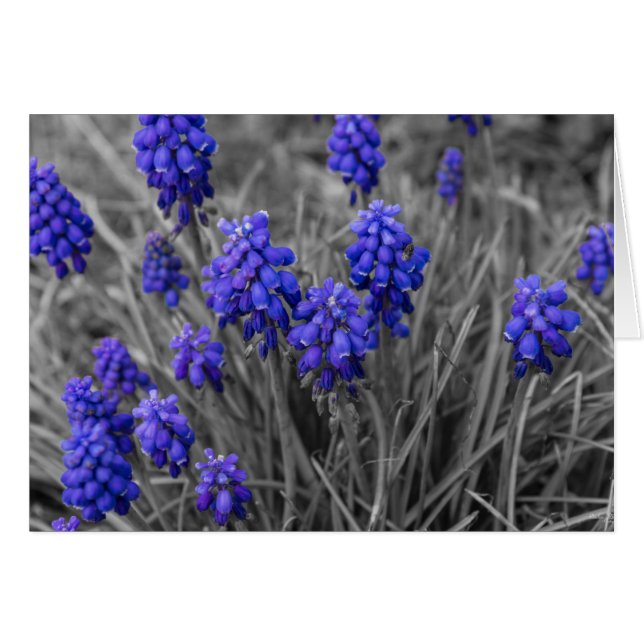 Sélection de la famille des Hyacinthes de raisins (Devant Horizontal)