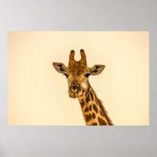 SELECTIVE FOCUS PHOTOGRAPHY OF GIRAFFE POSTER
