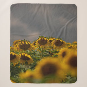 SELEKTIVE FOCUS FOTOGRAFIE DER GELBEN SONNENBLUMEN SHERPADECKE