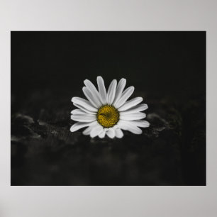 SELEKTIVES FARBFOTO WEISSER TAGE POSTER