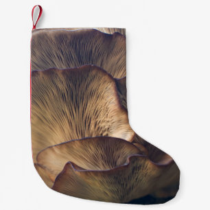Selektives Foto des Pilzes Kleiner Weihnachtsstrumpf