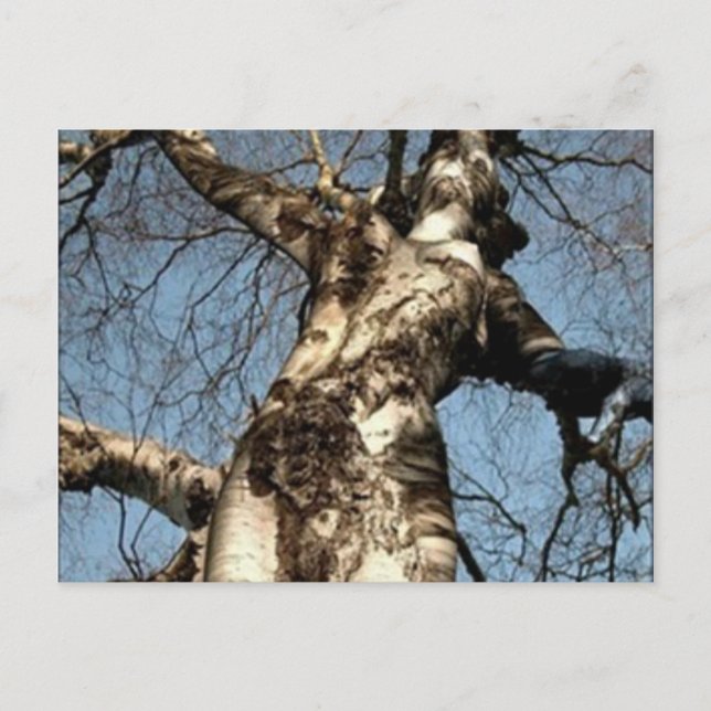 Selrd Stuff Postkarte (Vorderseite)