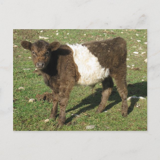 Selten Dun Belted Galloway Calf Postkarte (Vorderseite)