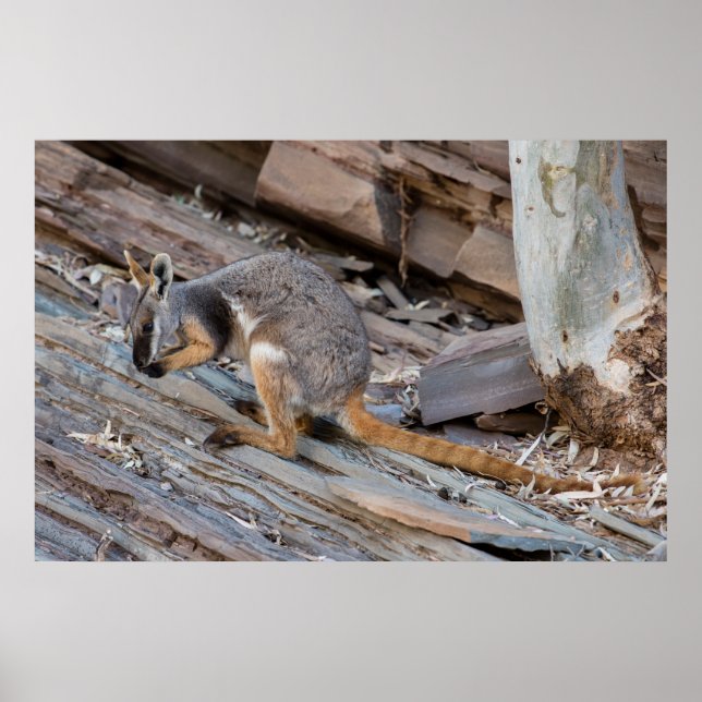 Selten Gelbfuß-Rock-Wallaby Poster (Vorne)