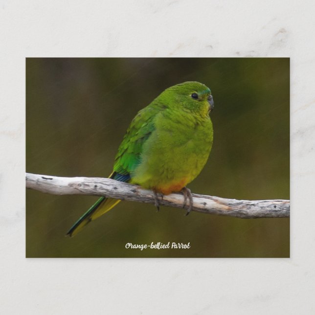Selten Orangenbauch Papagei Bird Australien Postkarte (Vorderseite)