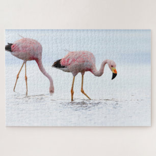 Selten Schöner andanischer Flamingo Pink Bird Chil