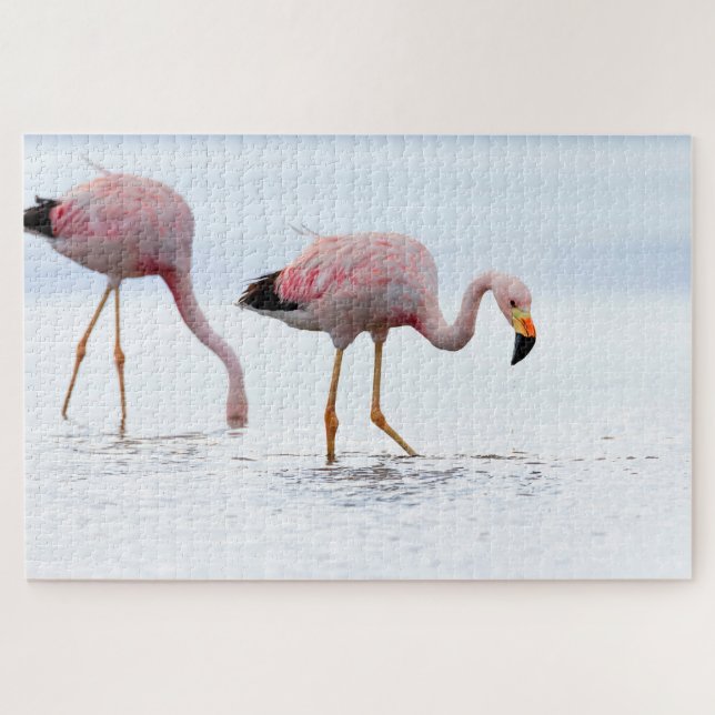Selten Schöner andanischer Flamingo Pink Bird Chil (Horizontal)