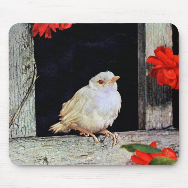 Seltene Albino-Rotbarbe Mousepad (Vorne)