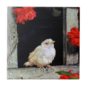 Seltene albino-Rotkehlchen-Vogel Fliese