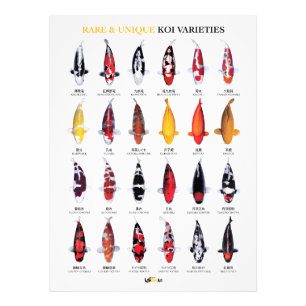 Seltene & Einzigartige Koi-Varietäten Poster