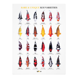 Seltene & Einzigartige Koi-Varietäten Poster