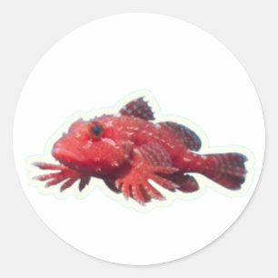 Seltene Rote Handfische laufende Fische - Einzigar Runder Aufkleber