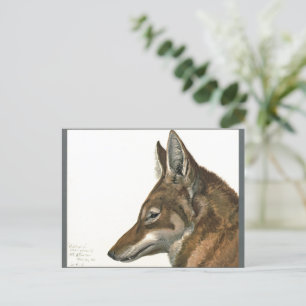 Seltene Vintage-Wolf-Malerei Postkarte