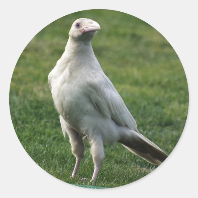 Seltene weiße Raven-Geschenke Runder Aufkleber (Vorderseite)
