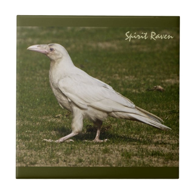 Seltene weiße Raven-Wildlife-Fotografie Fliese (Vorderseite)