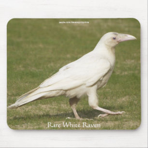 Seltene weiße Raven-Wildlife-Fotografie Mousepad