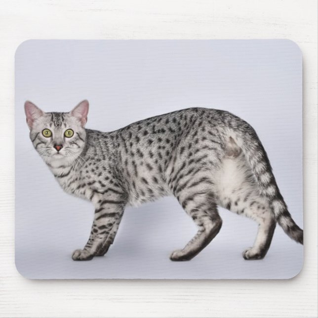 Seltener ägyptischer Mau-Katze Mousepad (Vorne)