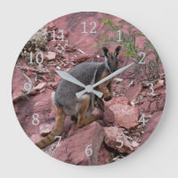 Seltener Gelbfuß-Felsenkänguru und Baby Australien