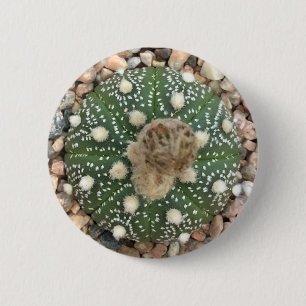Seltener grüner Astrophytum Asterias Muster-Kaktus Button