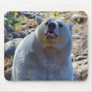 Seltener Kermode-Bär (Geistbär) Wildlife-Foto Mousepad