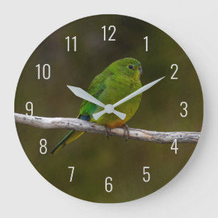 Seltener Orange-Bellied-Papagei-Vogel Australien Große Wanduhr