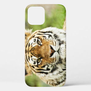 Seltener sibirischer Tiger: Gefährdete Ruhestätte Case-Mate iPhone Hülle