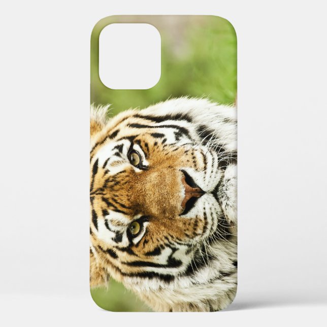 Seltener sibirischer Tiger: Gefährdete Ruhestätte Case-Mate iPhone Hülle (Rückseite)