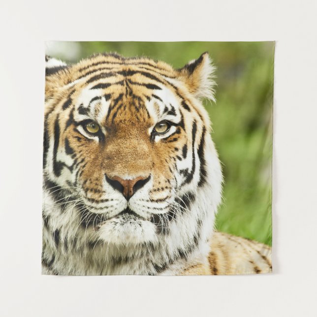 Seltener sibirischer Tiger: Gefährdete Ruhestätte Wandteppich (Vorderseite)