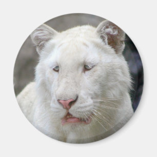 Seltener weißer Tiger-Magnet Magnet
