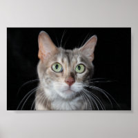 Seltenes Bengalisches katzenfoto aus blauem Marmor