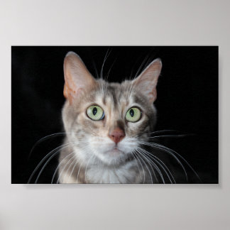 Seltenes Bengalisches katzenfoto aus blauem Marmor Poster