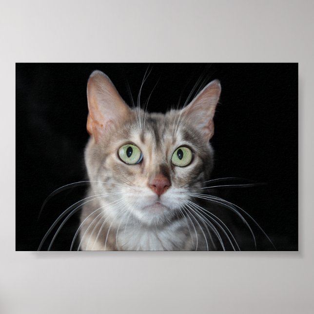 Seltenes Bengalisches katzenfoto aus blauem Marmor Poster (Vorne)