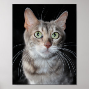 Seltenes Bengalisches katzenfoto aus blauem Marmor Poster