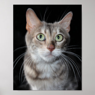 Seltenes Bengalisches katzenfoto aus blauem Marmor Poster