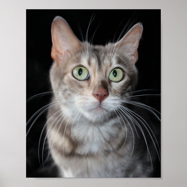 Seltenes Bengalisches katzenfoto aus blauem Marmor Poster (Vorne)