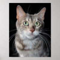 Seltenes Bengalisches katzenfoto aus blauem Marmor